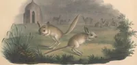An illustration from Darstellung neuer oder wenig bekannter Säugethiere in Abbildungen und Beschreibungen : von fünf und sechzig Arten auf funfzig colorirten Steindrucktafeln nach den Originalen des Zoologischen Museums der Universität zu Berlin (1827)