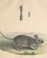 An illustration from Darstellung neuer oder wenig bekannter Säugethiere in Abbildungen und Beschreibungen : von fünf und sechzig Arten auf funfzig colorirten Steindrucktafeln nach den Originalen des Zoologischen Museums der Universität zu Berlin (1827)