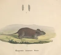 An illustration from Darstellung neuer oder wenig bekannter Säugethiere in Abbildungen und Beschreibungen : von fünf und sechzig Arten auf funfzig colorirten Steindrucktafeln nach den Originalen des Zoologischen Museums der Universität zu Berlin (1827)