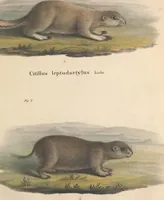 An illustration from Darstellung neuer oder wenig bekannter Säugethiere in Abbildungen und Beschreibungen : von fünf und sechzig Arten auf funfzig colorirten Steindrucktafeln nach den Originalen des Zoologischen Museums der Universität zu Berlin (1827)