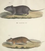 An illustration from Darstellung neuer oder wenig bekannter Säugethiere in Abbildungen und Beschreibungen : von fünf und sechzig Arten auf funfzig colorirten Steindrucktafeln nach den Originalen des Zoologischen Museums der Universität zu Berlin (1827)