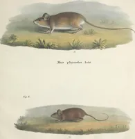 An illustration from Darstellung neuer oder wenig bekannter Säugethiere in Abbildungen und Beschreibungen : von fünf und sechzig Arten auf funfzig colorirten Steindrucktafeln nach den Originalen des Zoologischen Museums der Universität zu Berlin (1827)