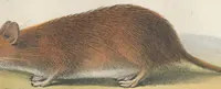 An illustration from Darstellung neuer oder wenig bekannter Säugethiere in Abbildungen und Beschreibungen : von fünf und sechzig Arten auf funfzig colorirten Steindrucktafeln nach den Originalen des Zoologischen Museums der Universität zu Berlin (1827)
