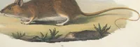 An illustration from Darstellung neuer oder wenig bekannter Säugethiere in Abbildungen und Beschreibungen : von fünf und sechzig Arten auf funfzig colorirten Steindrucktafeln nach den Originalen des Zoologischen Museums der Universität zu Berlin (1827)