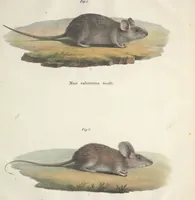 An illustration from Darstellung neuer oder wenig bekannter Säugethiere in Abbildungen und Beschreibungen : von fünf und sechzig Arten auf funfzig colorirten Steindrucktafeln nach den Originalen des Zoologischen Museums der Universität zu Berlin (1827)