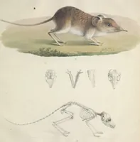 An illustration from Darstellung neuer oder wenig bekannter Säugethiere in Abbildungen und Beschreibungen : von fünf und sechzig Arten auf funfzig colorirten Steindrucktafeln nach den Originalen des Zoologischen Museums der Universität zu Berlin (1827)