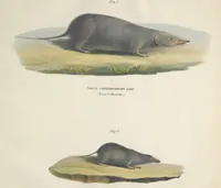 An illustration from Darstellung neuer oder wenig bekannter Säugethiere in Abbildungen und Beschreibungen : von fünf und sechzig Arten auf funfzig colorirten Steindrucktafeln nach den Originalen des Zoologischen Museums der Universität zu Berlin (1827)