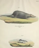 An illustration from Darstellung neuer oder wenig bekannter Säugethiere in Abbildungen und Beschreibungen : von fünf und sechzig Arten auf funfzig colorirten Steindrucktafeln nach den Originalen des Zoologischen Museums der Universität zu Berlin (1827)