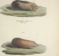 An illustration from Darstellung neuer oder wenig bekannter Säugethiere in Abbildungen und Beschreibungen : von fünf und sechzig Arten auf funfzig colorirten Steindrucktafeln nach den Originalen des Zoologischen Museums der Universität zu Berlin (1827)