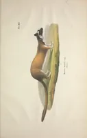 Picture 39 of 47 from Darstellung neuer oder wenig bekannter Säugethiere in Abbildungen und Beschreibungen : von fünf und sechzig Arten auf funfzig colorirten Steindrucktafeln nach den Originalen des Zoologischen Museums der Universität zu Berlin (1827), leaf 88