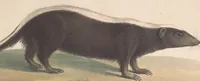 An illustration from Darstellung neuer oder wenig bekannter Säugethiere in Abbildungen und Beschreibungen : von fünf und sechzig Arten auf funfzig colorirten Steindrucktafeln nach den Originalen des Zoologischen Museums der Universität zu Berlin (1827)