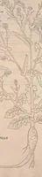 Picture 2 of 9 from De historia stirpium commentarii insignes : maximis impensis et uigiliis elaborati, adiectis earundem uiuis plusquam quingentis imaginibus, nunquam antea ad naturae imitationem artificiosius effictis & expressis / <U+01C2>c Leonharto Fuchsio medico hac nostra aetate longè clarissimo, autore. Regiones peregrinas pleriq[ue], alij alias, sumptu ingenti, studio indefesso, nec sine discrimine uirae nonnunquam, adierunt, ut simplicium materiae cognoscendae facultatem compararent sibi: eam tibi materiam uniuersam summo & impensarum & temporis compendio, procul discrimine omni, tanquam in uiuo iucundissimoq́[ue] uiridario, magna cum uoluptate, hinc cognoscere licebit. Accessit ijs succincta admodum uocum difficilium & obscurarum passim in hoc opere occurrentium explicatio. Vnà cum quadruplici indice, quorum primus quidem stirpium nomenclaturas Graecas, alter Latinas, tertius officinis seplasiariorum & herbarijs usitatas, quartus Germanicas continebit (1542), leaf 210