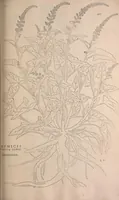 An illustration from De historia stirpium commentarii insignes : maximis impensis et uigiliis elaborati, adiectis earundem uiuis plusquam quingentis imaginibus, nunquam antea ad naturae imitationem artificiosius effictis & expressis / <U+01C2>c Leonharto Fuchsio medico hac nostra aetate longè clarissimo, autore. Regiones peregrinas pleriq[ue], alij alias, sumptu ingenti, studio indefesso, nec sine discrimine uirae nonnunquam, adierunt, ut simplicium materiae cognoscendae facultatem compararent sibi: eam tibi materiam uniuersam summo & impensarum & temporis compendio, procul discrimine omni, tanquam in uiuo iucundissimoq́[ue] uiridario, magna cum uoluptate, hinc cognoscere licebit. Accessit ijs succincta admodum uocum difficilium & obscurarum passim in hoc opere occurrentium explicatio. Vnà cum quadruplici indice, quorum primus quidem stirpium nomenclaturas Graecas, alter Latinas, tertius officinis seplasiariorum & herbarijs usitatas, quartus Germanicas continebit (1542)