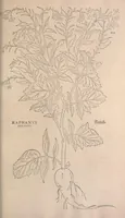 Picture 6 of 9 from De historia stirpium commentarii insignes : maximis impensis et uigiliis elaborati, adiectis earundem uiuis plusquam quingentis imaginibus, nunquam antea ad naturae imitationem artificiosius effictis & expressis / <U+01C2>c Leonharto Fuchsio medico hac nostra aetate longè clarissimo, autore. Regiones peregrinas pleriq[ue], alij alias, sumptu ingenti, studio indefesso, nec sine discrimine uirae nonnunquam, adierunt, ut simplicium materiae cognoscendae facultatem compararent sibi: eam tibi materiam uniuersam summo & impensarum & temporis compendio, procul discrimine omni, tanquam in uiuo iucundissimoq́[ue] uiridario, magna cum uoluptate, hinc cognoscere licebit. Accessit ijs succincta admodum uocum difficilium & obscurarum passim in hoc opere occurrentium explicatio. Vnà cum quadruplici indice, quorum primus quidem stirpium nomenclaturas Graecas, alter Latinas, tertius officinis seplasiariorum & herbarijs usitatas, quartus Germanicas continebit (1542), leaf 693