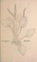 Picture 1 of 9 from De historia stirpium commentarii insignes : maximis impensis et uigiliis elaborati, adiectis earundem uiuis plusquam quingentis imaginibus, nunquam antea ad naturae imitationem artificiosius effictis & expressis / <U+01C2>c Leonharto Fuchsio medico hac nostra aetate longè clarissimo, autore. Regiones peregrinas pleriq[ue], alij alias, sumptu ingenti, studio indefesso, nec sine discrimine uirae nonnunquam, adierunt, ut simplicium materiae cognoscendae facultatem compararent sibi: eam tibi materiam uniuersam summo & impensarum & temporis compendio, procul discrimine omni, tanquam in uiuo iucundissimoq́[ue] uiridario, magna cum uoluptate, hinc cognoscere licebit. Accessit ijs succincta admodum uocum difficilium & obscurarum passim in hoc opere occurrentium explicatio. Vnà cum quadruplici indice, quorum primus quidem stirpium nomenclaturas Graecas, alter Latinas, tertius officinis seplasiariorum & herbarijs usitatas, quartus Germanicas continebit (1542), leaf 71