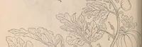 An illustration from De historia stirpium commentarii insignes : maximis impensis et uigiliis elaborati, adiectis earundem uiuis plusquam quingentis imaginibus, nunquam antea ad naturae imitationem artificiosius effictis & expressis / <U+01C2>c Leonharto Fuchsio medico hac nostra aetate longè clarissimo, autore. Regiones peregrinas pleriq[ue], alij alias, sumptu ingenti, studio indefesso, nec sine discrimine uirae nonnunquam, adierunt, ut simplicium materiae cognoscendae facultatem compararent sibi: eam tibi materiam uniuersam summo & impensarum & temporis compendio, procul discrimine omni, tanquam in uiuo iucundissimoq́[ue] uiridario, magna cum uoluptate, hinc cognoscere licebit. Accessit ijs succincta admodum uocum difficilium & obscurarum passim in hoc opere occurrentium explicatio. Vnà cum quadruplici indice, quorum primus quidem stirpium nomenclaturas Graecas, alter Latinas, tertius officinis seplasiariorum & herbarijs usitatas, quartus Germanicas continebit (1542)