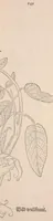 Picture 9 of 9 from De historia stirpium commentarii insignes : maximis impensis et uigiliis elaborati, adiectis earundem uiuis plusquam quingentis imaginibus, nunquam antea ad naturae imitationem artificiosius effictis & expressis / <U+01C2>c Leonharto Fuchsio medico hac nostra aetate longè clarissimo, autore. Regiones peregrinas pleriq[ue], alij alias, sumptu ingenti, studio indefesso, nec sine discrimine uirae nonnunquam, adierunt, ut simplicium materiae cognoscendae facultatem compararent sibi: eam tibi materiam uniuersam summo & impensarum & temporis compendio, procul discrimine omni, tanquam in uiuo iucundissimoq́[ue] uiridario, magna cum uoluptate, hinc cognoscere licebit. Accessit ijs succincta admodum uocum difficilium & obscurarum passim in hoc opere occurrentium explicatio. Vnà cum quadruplici indice, quorum primus quidem stirpium nomenclaturas Graecas, alter Latinas, tertius officinis seplasiariorum & herbarijs usitatas, quartus Germanicas continebit (1542), leaf 883