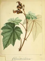 Picture 3 of 3 from Description botanique du Chiranthodendron : arbre du Mexique, nouvellement connu, et remarquable par son aspect et sa beauté (1805), leaf 37