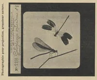 Picture 3 of 18 from Diapositifs sur verre pour projections. Photographies et Microphotographies (1912), leaf 36
