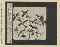 An illustration from Diapositifs sur verre pour projections. Photographies et Microphotographies (1912)