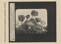 Picture 6 of 18 from Diapositifs sur verre pour projections. Photographies et Microphotographies (1912), leaf 63