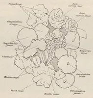 Picture 10 of 18 from Die Projektions-Kunst (1909), leaf 205