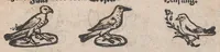 Picture 14 of 17 from Modelbuch aller art nehens und stickens (1535), leaf 23