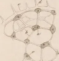 An illustration from Erläuterungstafeln zur vergleichenden Anatomie (1826)