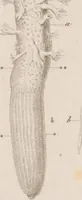 An illustration from Erläuterungstafeln zur vergleichenden Anatomie (1826)