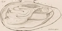 An illustration from Erläuterungstafeln zur vergleichenden Anatomie (1826)