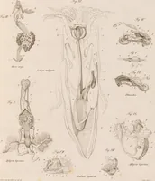 An illustration from Erläuterungstafeln zur vergleichenden Anatomie (1826)