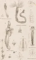 An illustration from Erläuterungstafeln zur vergleichenden Anatomie (1826)