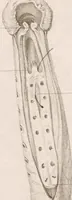 Picture 7 of 32 from Erläuterungstafeln zur vergleichenden Anatomie (1826), leaf 40