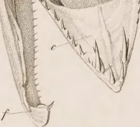 Picture 9 of 32 from Erläuterungstafeln zur vergleichenden Anatomie (1826), leaf 40