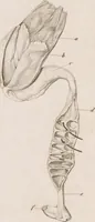 An illustration from Erläuterungstafeln zur vergleichenden Anatomie (1826)