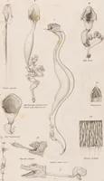 An illustration from Erläuterungstafeln zur vergleichenden Anatomie (1826)
