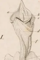 An illustration from Erläuterungstafeln zur vergleichenden Anatomie (1826)