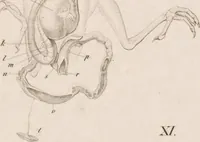 An illustration from Erläuterungstafeln zur vergleichenden Anatomie (1826)