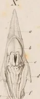 An illustration from Erläuterungstafeln zur vergleichenden Anatomie (1826)
