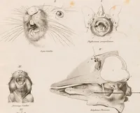 An illustration from Erläuterungstafeln zur vergleichenden Anatomie (1826)