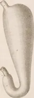 An illustration from Erläuterungstafeln zur vergleichenden Anatomie (1826)