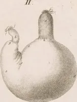 An illustration from Erläuterungstafeln zur vergleichenden Anatomie (1826)