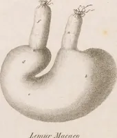 Picture 19 of 32 from Erläuterungstafeln zur vergleichenden Anatomie (1826), leaf 48