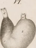An illustration from Erläuterungstafeln zur vergleichenden Anatomie (1826)