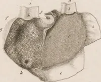 An illustration from Erläuterungstafeln zur vergleichenden Anatomie (1826)