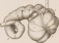 An illustration from Erläuterungstafeln zur vergleichenden Anatomie (1826)