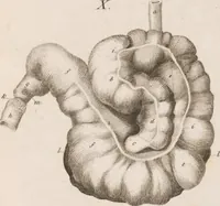 An illustration from Erläuterungstafeln zur vergleichenden Anatomie (1826)