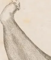 An illustration from Erläuterungstafeln zur vergleichenden Anatomie (1826)