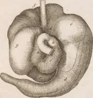 An illustration from Erläuterungstafeln zur vergleichenden Anatomie (1826)