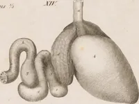 An illustration from Erläuterungstafeln zur vergleichenden Anatomie (1826)